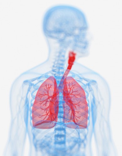 lungs-3d lungs-3d