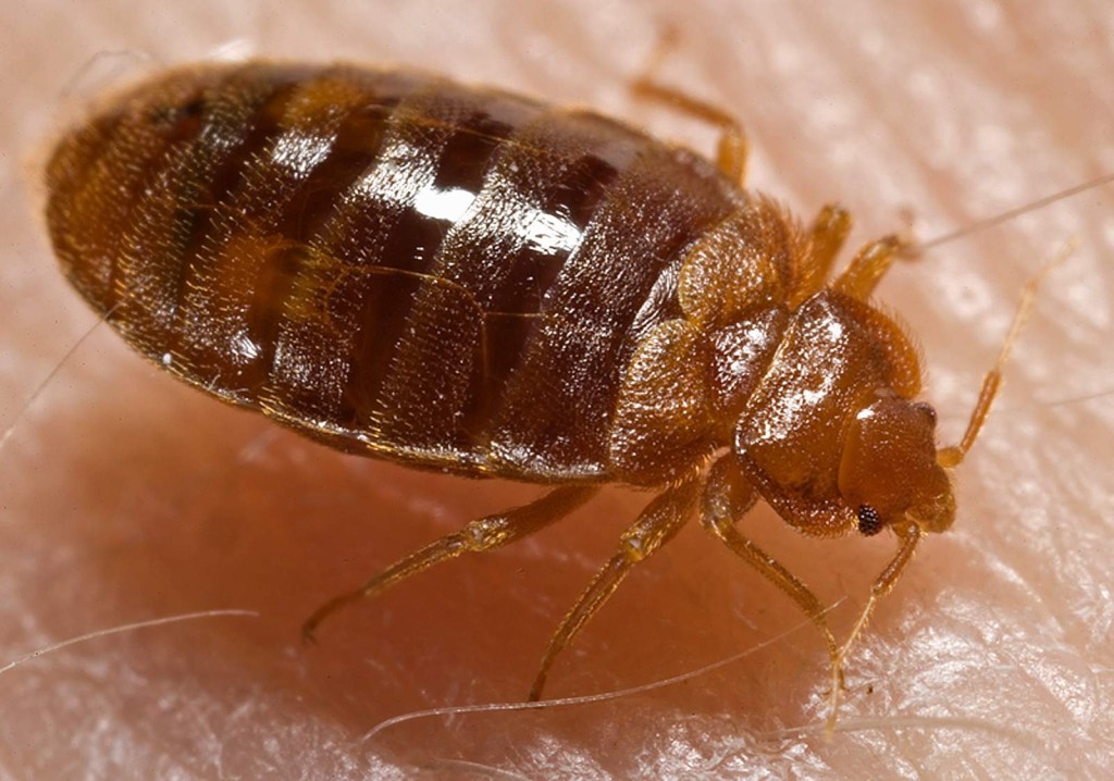 Bed Bugs and Asbestos