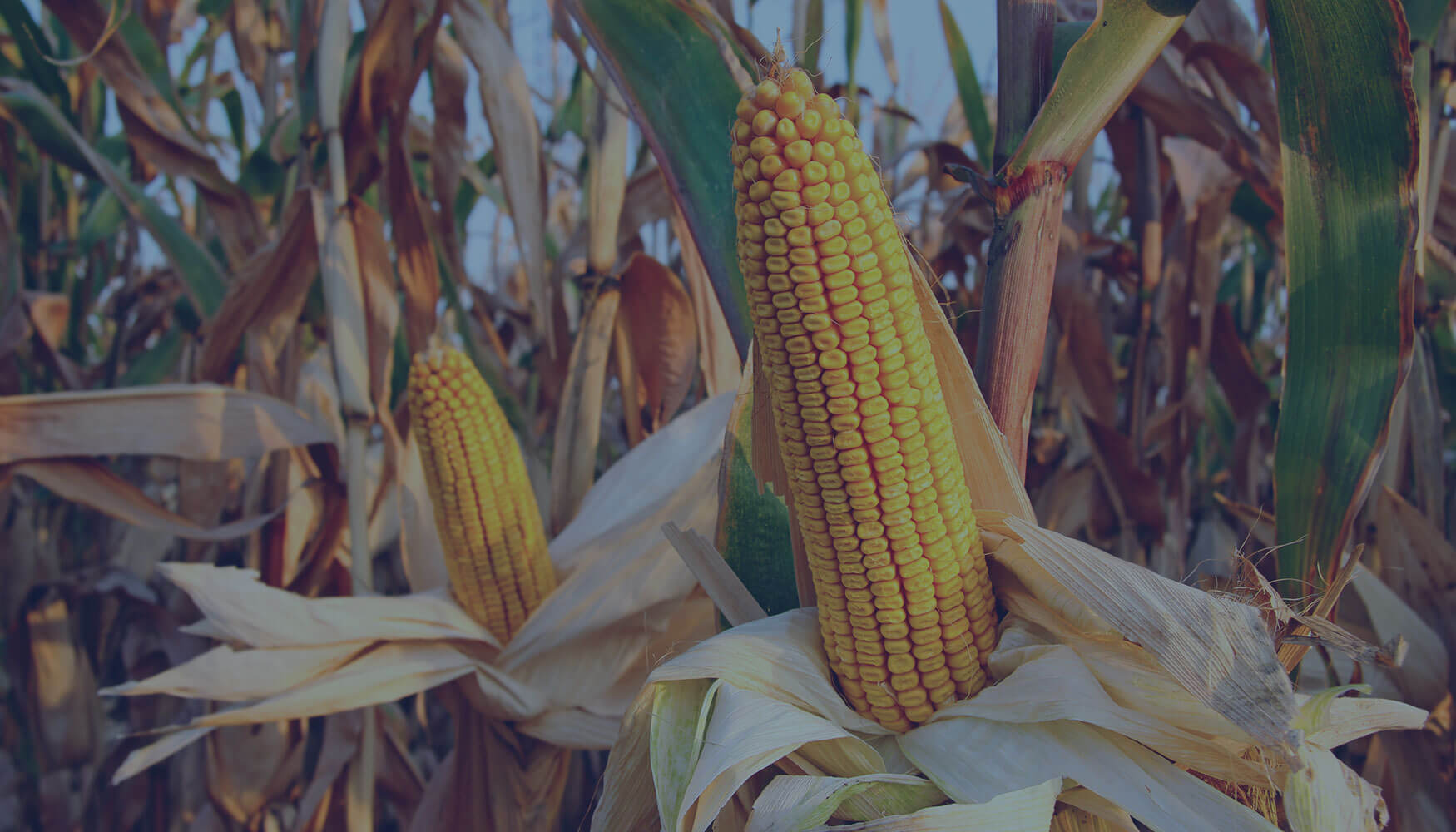 China Rejects Corn Shipments for Viptera® Contamination background image