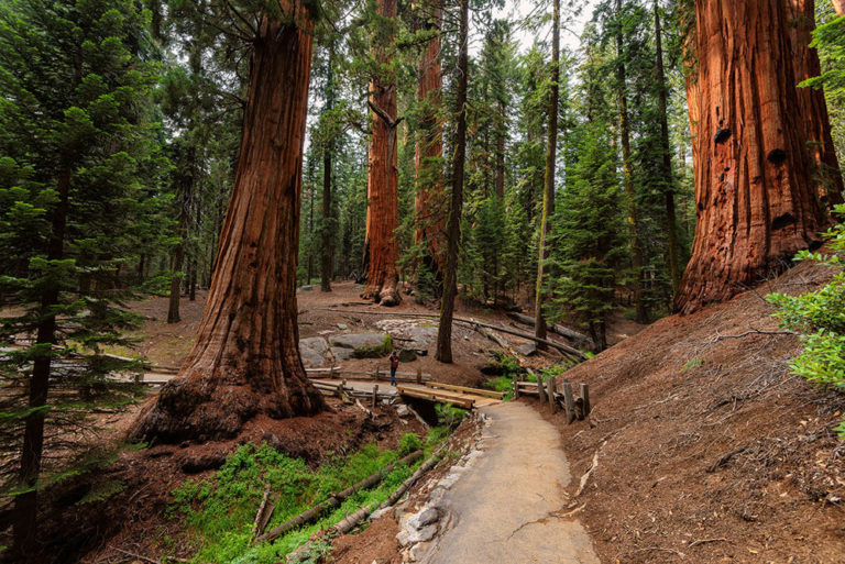 Redwoods in California