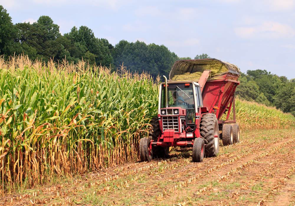 Corn Exporters May File Lawsuits against Syngenta for MIR 162 GMO Trait background image