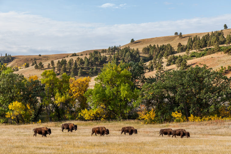 Bison grazing in a field