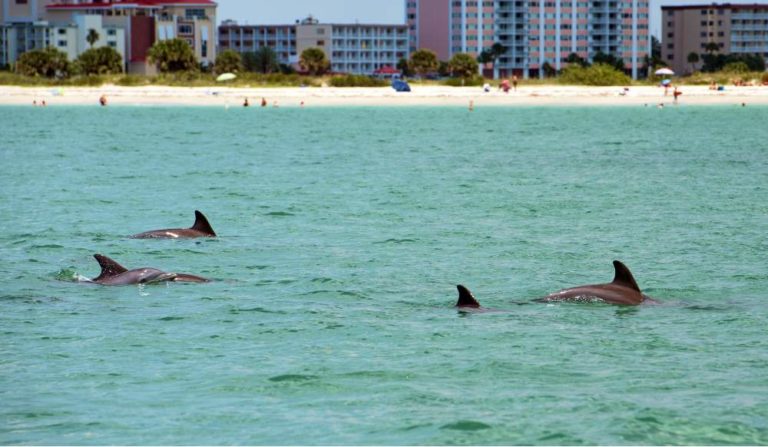 dolphins swimming in tampa beach waters