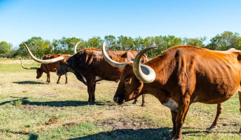 Group of Texas Longhorns on TX Farm Ranch