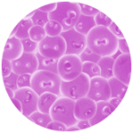 Smooth, round epithelioid cells