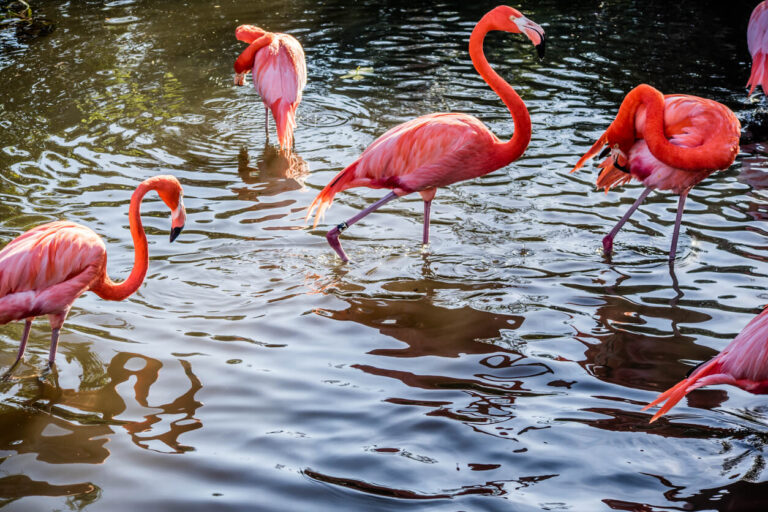 Flamingos