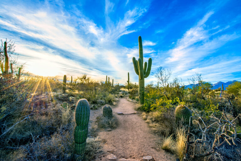 Cacti under a bright blue sky in Tucson, Arizona