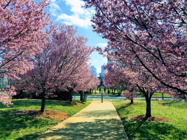 Cherry blossoms lining a path in Charlotte, North Carolina