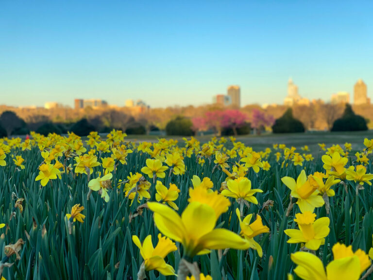 A field of daffodils in Raleigh, NC