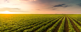 Fields of crops