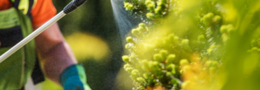 A worker sprays insecticide on plants