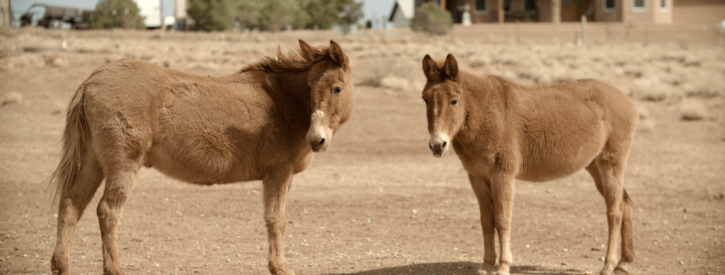 Two mules outside